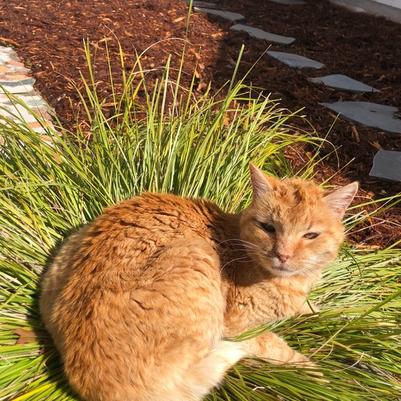 Meet your Posher, Jolyne - Picture 3 of 3